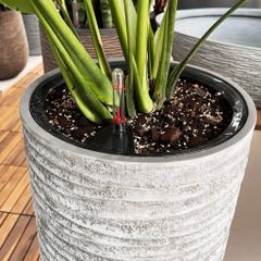 Cây nhập - Kiểng lá Cheilocostus speciosus Chong Chóng Var + Chậu composite OLYMPUS + Tự tưới AWS (Màu đá Ripple Marks)