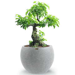 [GỐC ĐẠI] Cây Sung Bonsai + Chậu composite XXL HELIOS (Màu đá Smartline)