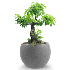 [GỐC ĐẠI] Cây Sung Bonsai + Chậu composite XXL HELIOS (Màu đá Smartline)