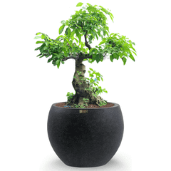 [GỐC ĐẠI] Cây Sung Bonsai + Chậu composite XXL HELIOS (Màu đá Smartline)