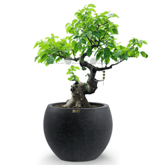 [GỐC TRUNG] Cây Sung Bonsai + Chậu composite XXL HELIOS (Màu đá Smartline)