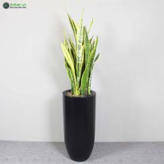 Cây lưỡi hổ + Chậu composite tự tưới AWS Anber 6689