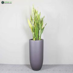 Cây lưỡi hổ + Chậu composite tự tưới AWS Anber 6689