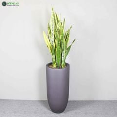 Cây lưỡi hổ + Chậu composite tự tưới AWS Anber 6689