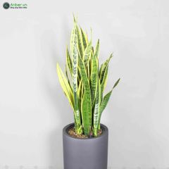 Cây lưỡi hổ + Chậu composite tự tưới AWS Anber 6689