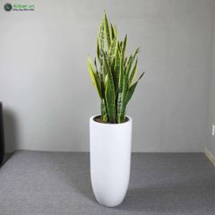 Cây lưỡi hổ + Chậu composite tự tưới AWS Anber 6689
