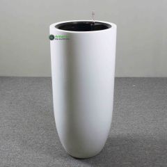 Cây kim phát tài (kim tiền) + Chậu composite tự tưới AWS Anber 6689