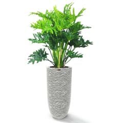 Cây Thanh Xuân + Chậu composite OLYMPUS + Tự tưới AWS (Màu đá Cliffs)