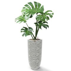 Cây Monstera+ Chậu composite OLYMPUS + Tự tưới AWS (Màu đá Cliffs)