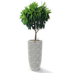 Cây Trúc Bách Hợp + Chậu composite OLYMPUS + Tự tưới AWS (Màu đá Cliffs)