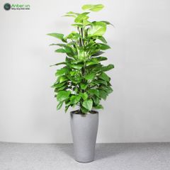 Cây Trầu Bà leo cột + Chậu composite tự tưới AWS Hera (Màu đá Smartline)