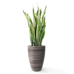 Cây Lưỡi Hổ + Chậu composite Anber JUNO (Màu giả đá Wood Rings) + Tự tưới AWS