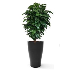 Cây Hạnh Phúc tán + Chậu composite tự tưới AWS Hera (Màu đá Smartline)