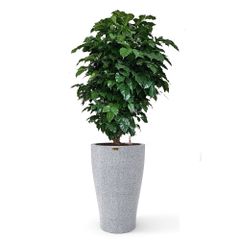 Cây Hạnh Phúc tán + Chậu composite tự tưới AWS Hera (Màu đá Smartline)