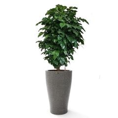 Cây Hạnh Phúc tán + Chậu composite tự tưới AWS Hera (Màu đá Smartline)