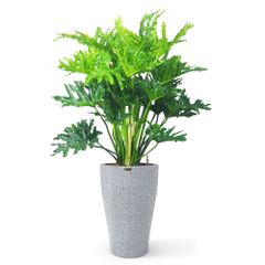 Cây Thanh Xuân + Chậu composite tự tưới AWS Hera (Màu đá Smartline)