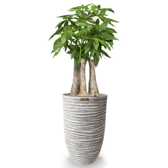 Cây Kim Ngân Phúc Lộc Thọ + Chậu composite Anber OLYMPUS + Tự tưới AWS (Màu đá Ripple Marks)