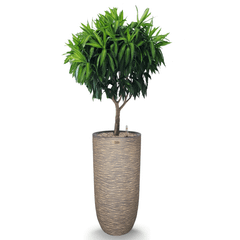 Cây Trúc Bách Hợp + Chậu composite OLYMPUS + Tự tưới AWS (Màu đá Cliffs)