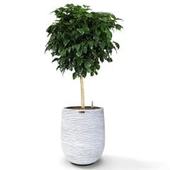 Cây Hạnh Phúc Tree + Chậu composite Anber APOLLO (Màu giả đá Cliffs) + Tự tưới AWS