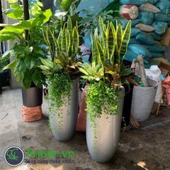 Mix cây + Chậu composite tự tưới AWS Anber 6689