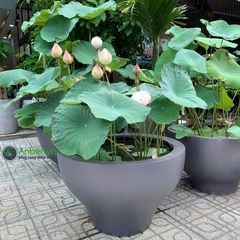 Chậu composite Anber LOTUS (Sơn Màu)