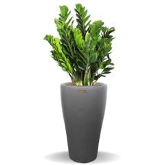 Cây Kim Tiền + Chậu composite Anber HERA (Sơn Màu) + Tự tưới AWS