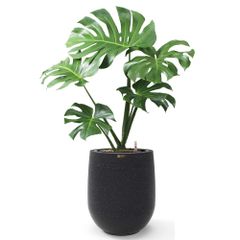 Cây Monstera + Chậu composite Anber APOLLO (Màu giả đá Smartline) + Tự tưới AWS