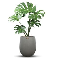 Cây Monstera + Chậu composite Anber APOLLO (Màu giả đá Smartline) + Tự tưới AWS