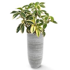 Cây nhập - Kiểng lá Cheilocostus speciosus Chong Chóng Var + Chậu composite OLYMPUS + Tự tưới AWS (Màu đá Ripple Marks)