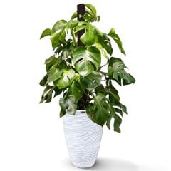 Cây Monstera leo cột + Chậu composite Anber JUNO (Màu đá Cliffs) + Tự tưới AWS