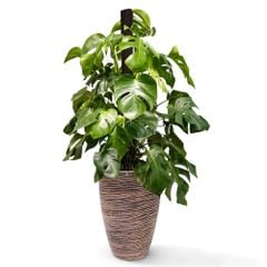 Cây Monstera leo cột + Chậu composite Anber JUNO (Màu đá Cliffs) + Tự tưới AWS