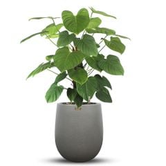 Cây FUZZY + Chậu composite Anber APOLLO (Màu giả đá Smartline) + Tự tưới AWS