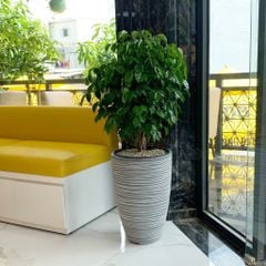 Cây Hạnh Phúc Tán + Chậu composite Anber JUNO (Màu giả đá Wood Rings) + Tự tưới AWS