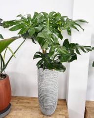 Cây Monstera  + Chậu composite Anber OLYMPUS + Tự tưới AWS (Màu đá Ripple Marks)