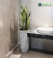 Cây Lưỡi Hổ + Chậu composite OLYMPUS + Tự tưới AWS (Màu đá Ripples)