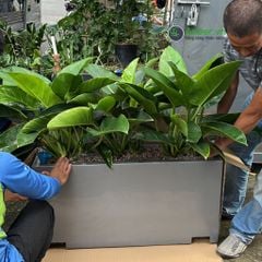 FULL Cây Đế Vương Xanh + Chậu composite Anber AURA (Sơn Màu)