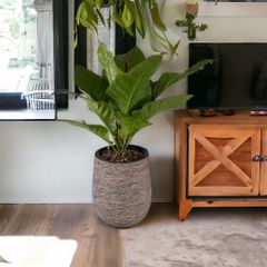 Cây Anthurium Hookeri + Chậu composite Anber APOLLO (Màu giả đá Cliffs) + Tự tưới AWS