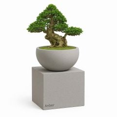 Bộ chậu composite trồng sen trồng cây bonsai Anber PHANES (Smartline)