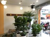 Loa Goldsound cho LAIKA Cafe Đặng Tiến Đông, Hà Nội, Amply 4 - 6 vùng âm lượng, loa được thiết kế riêng cho quán, bật lớn không tạp âm, miễn phí công lắp đặt, bảo hành dài hạn 5 năm.