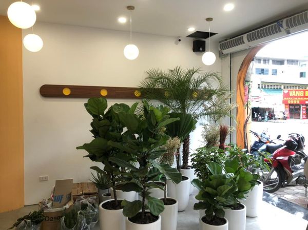 Loa Goldsound cho LAIKA Cafe Đặng Tiến Đông, Hà Nội, Amply 4 - 6 vùng âm lượng, loa được thiết kế riêng cho quán, bật lớn không tạp âm, miễn phí công lắp đặt, bảo hành dài hạn 5 năm.