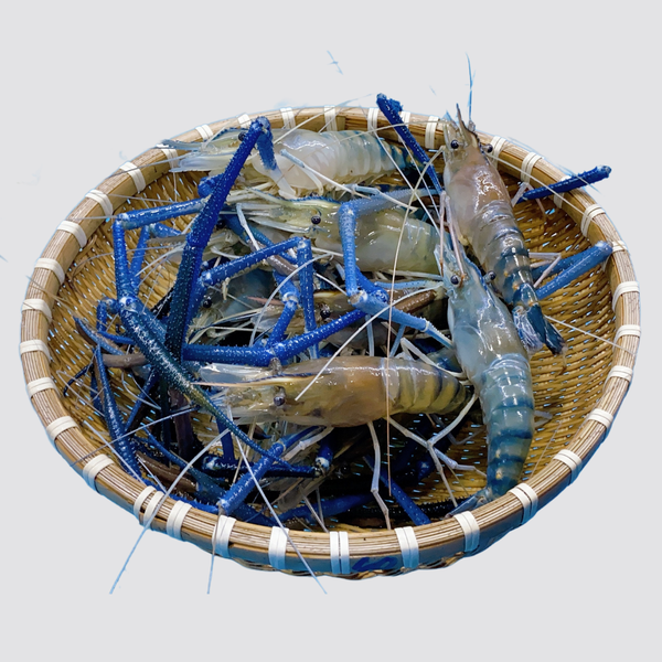 tom cang xanh dong lanh