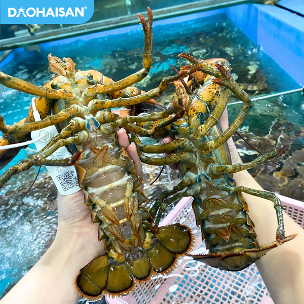 Tôm Hùm Alaska Nhỏ - 570,000đ