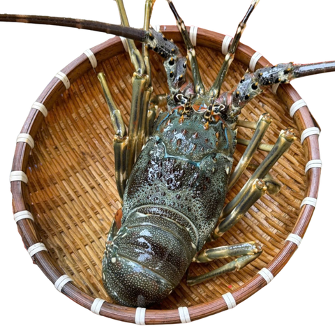 Tôm hùm xanh baby - Giao Nhanh Trong 2H – DAOHAISAN