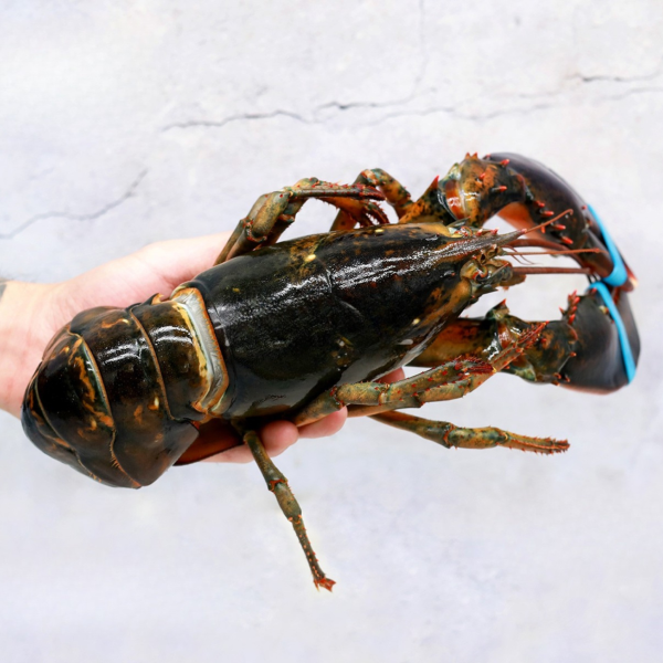 Tôm Hùm Alaska Đông Lạnh