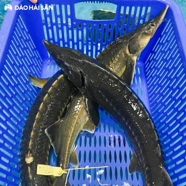 Nước lẩu chua chua, ngọt ngọt, cay cay quyện với thịt cá tầm thơm ngon
