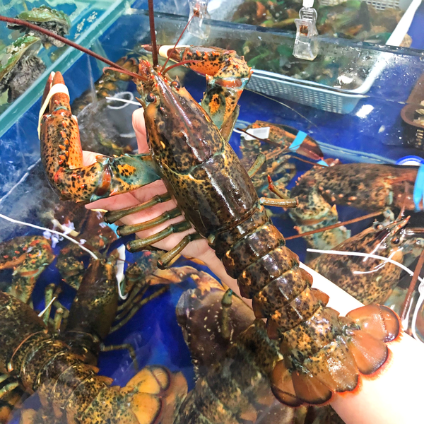 Tôm Hùm Alaska Nhỏ - 570,000đ