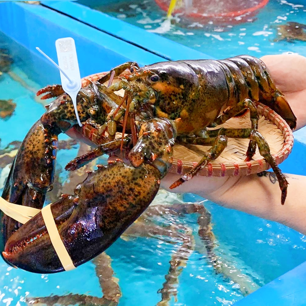 Tôm Hùm Alaska Nhỏ - 570,000đ