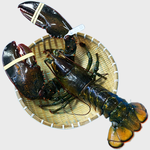 tomhumalaskasonglon