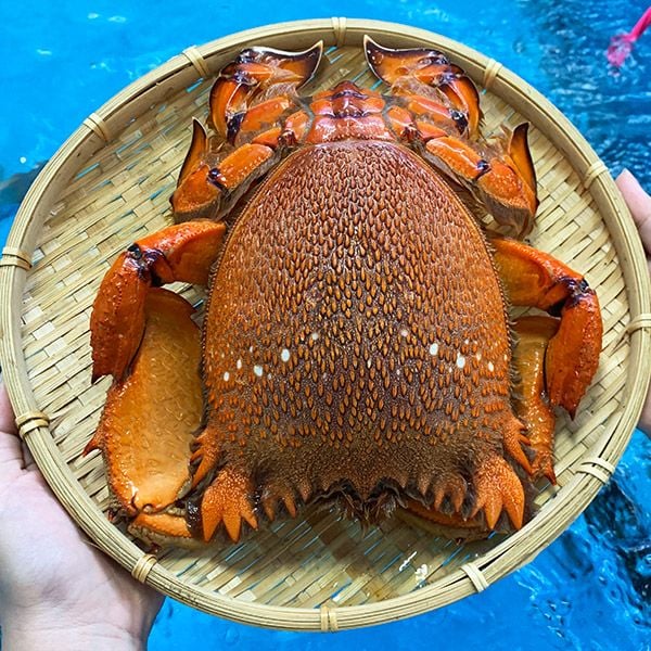 Cua Huỳnh Đế là một trong những đặc sản tại Phú Yên