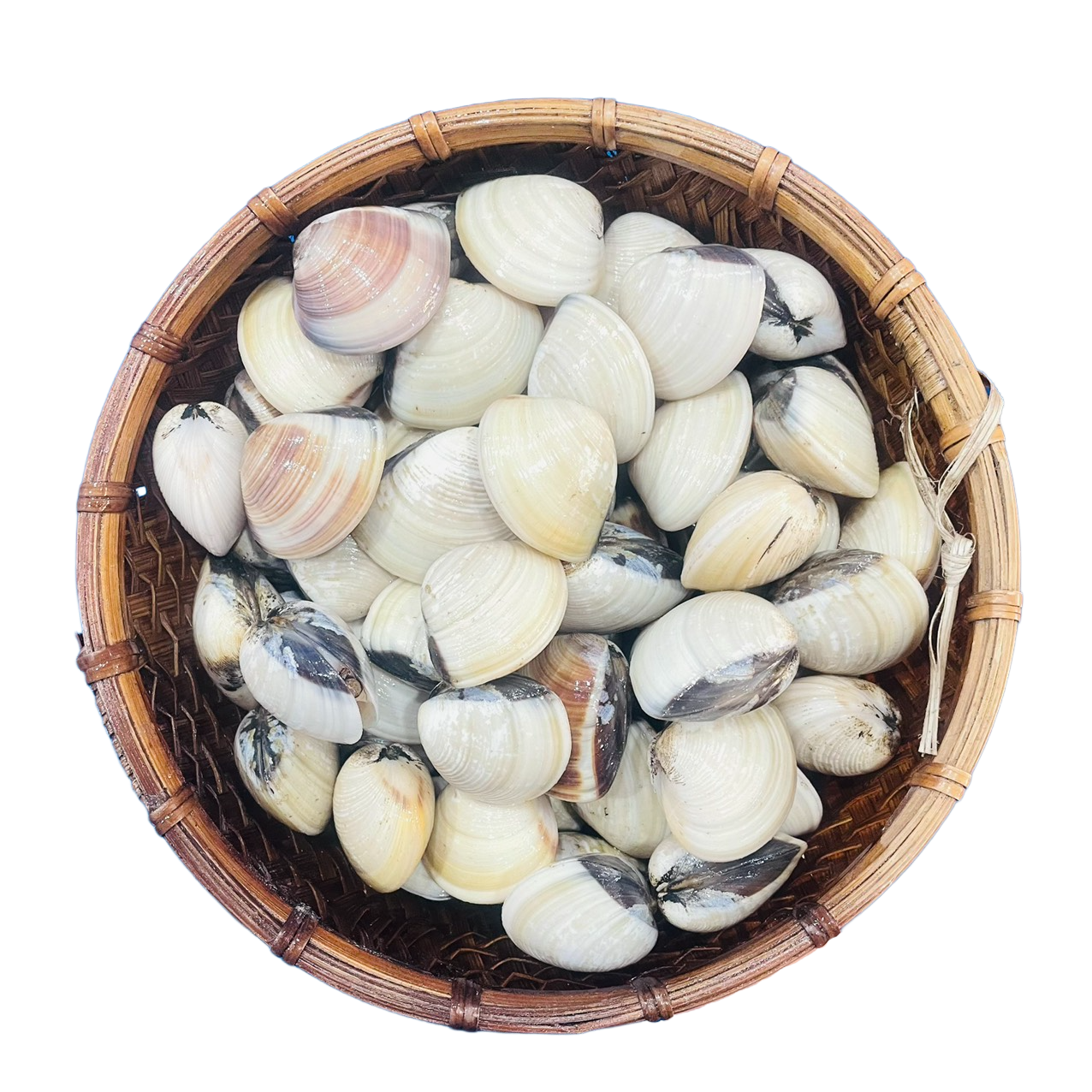 Nghêu Trắng Sống ( Ngao )